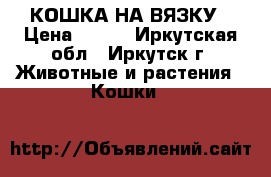 КОШКА НА ВЯЗКУ › Цена ­ ... - Иркутская обл., Иркутск г. Животные и растения » Кошки   